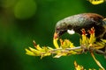 A Tui, endemic passerine bird of New Zealand, feeding on flax plant nectar Royalty Free Stock Photo