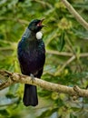 Tui - beautiful bird from New Zealand Royalty Free Stock Photo