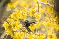 Tui Feeding Royalty Free Stock Photo