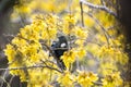 Tui Feeding Royalty Free Stock Photo