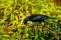 A Tui feeding on flax plant nectar Royalty Free Stock Photo