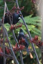 Tui feeding honey in the garden with a pair Royalty Free Stock Photo