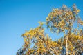 Tui feeding at sunrise on yellow flowers of kowhai tree Royalty Free Stock Photo