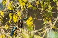 Tui native New Zealand bird feed on nectar Royalty Free Stock Photo