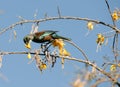Tui nectar feeding in kowhai tree Royalty Free Stock Photo