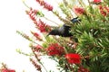 Tui Perched In A Bottlebrush Tree