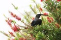 Tui Perched In A Bottlebrush Tree