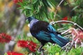 Tui Perched In A Bottlebrush Tree