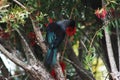 Tui Perched In A Bottlebrush Tree