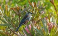 New Zealand songbird perched on protea flower