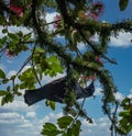 Tui in a Pohutukawa Tree