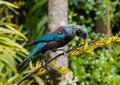 Tui or Prosthemadera novaeseelandiae Royalty Free Stock Photo