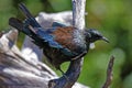 Tui, endemic bird of New Zealand