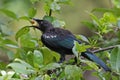 Tui swallowing a red berry, New Zealand