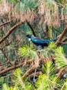 Tui in a tree