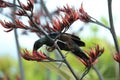 The tui (Prosthemadera novaeseelandiae) is an endemic passerine bird of New Zealand Royalty Free Stock Photo