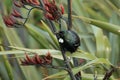 The tui (Prosthemadera novaeseelandiae) is an endemic passerine bird of New Zealand Royalty Free Stock Photo