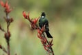 The tui (Prosthemadera novaeseelandiae) is an endemic passerine bird of New Zealand Royalty Free Stock Photo