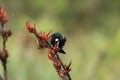 The tui (Prosthemadera novaeseelandiae) is an endemic passerine bird of New Zealand Royalty Free Stock Photo