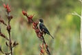 The tui (Prosthemadera novaeseelandiae) is an endemic passerine bird of New Zealand Royalty Free Stock Photo