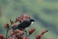 The tui (Prosthemadera novaeseelandiae) is an endemic passerine bird of New Zealand Royalty Free Stock Photo