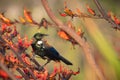 Tui (prosthemadera novaeseelandiae) perched on a flowering branch Royalty Free Stock Photo