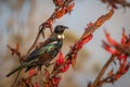 Tui (prosthemadera novaeseelandiae) perched on a flowering branch Royalty Free Stock Photo