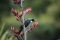 The tui (Prosthemadera novaeseelandiae) is an endemic passerine bird of New Zealand Royalty Free Stock Photo