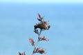 The tui (Prosthemadera novaeseelandiae) is an endemic passerine bird of New Zealand Royalty Free Stock Photo