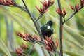 The tui (Prosthemadera novaeseelandiae) is an endemic passerine bird of New Zealand Royalty Free Stock Photo