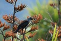 The tui (Prosthemadera novaeseelandiae) is an endemic passerine bird of New Zealand Royalty Free Stock Photo