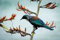 Tui (Prosthemadera novaeseelandiae) perched on a branch Royalty Free Stock Photo