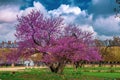 Tuileries Garden with beautiful trees, Paris Royalty Free Stock Photo