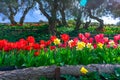 Colorful flowers ,tulips and daffodils