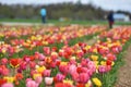 Tulip field in spring in Laakirchen, Austria, Europe