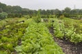 Tuinderij Lichtveen Bennekom