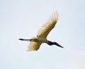 Tuiuiu bird flying free on Pantanal, Brazil