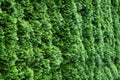 Tuja hedge in juicy fresh green with interesting light effects Royalty Free Stock Photo