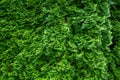 Tuja hedge in juicy fresh green with interesting light effects Royalty Free Stock Photo