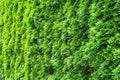 Tuja hedge in juicy fresh green with interesting light effects Royalty Free Stock Photo
