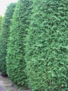 Tuja Royalty Free Stock Photo