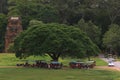 Tuk tuks under a tree Royalty Free Stock Photo