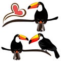 Toucan, tropical birds isolated on white background. Royalty Free Stock Photo