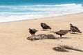 Turkey Vultures on The Beach. Nature`s Recycle Process, Circle of Life Royalty Free Stock Photo