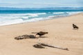 Turkey Vultures on The Beach. Nature`s Recycle Process, Circle of Life Royalty Free Stock Photo