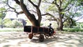 Tuktuk in Garden Park Siem Reap