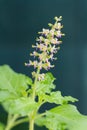 Tulasi flowers