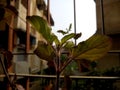 Tulasi plant Ocimum tenuiflorum