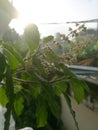 A Tulasi plant during the rising sun at morning