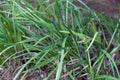 Tulbaghia cepacia plant